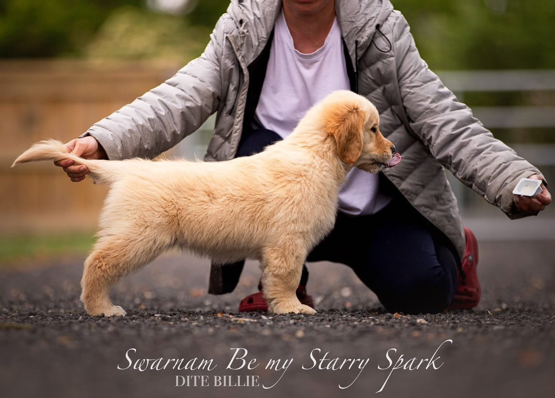 Swarnam Be my Starry Spark