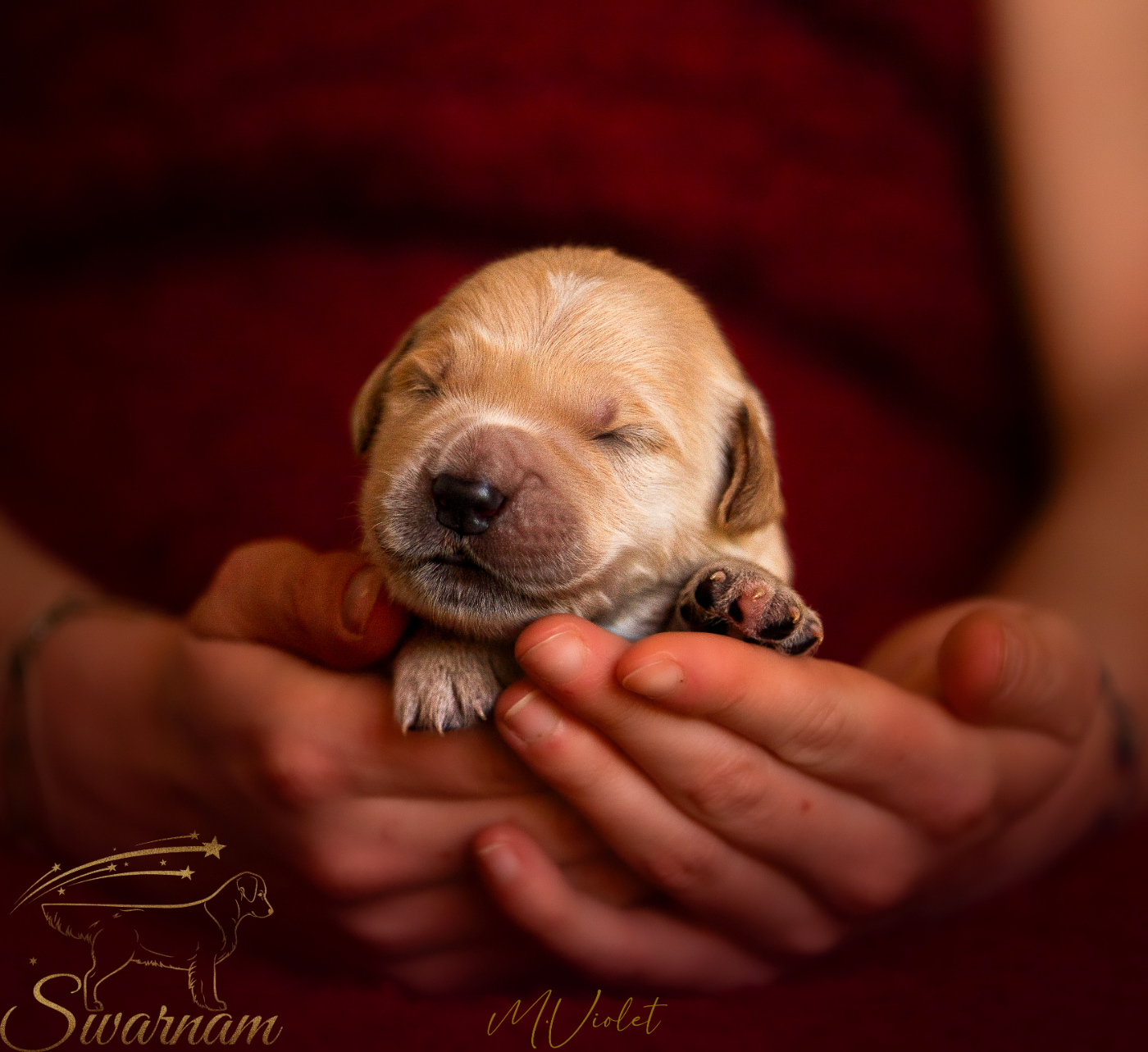 Swarnam - Chiots disponibles - Golden Retriever