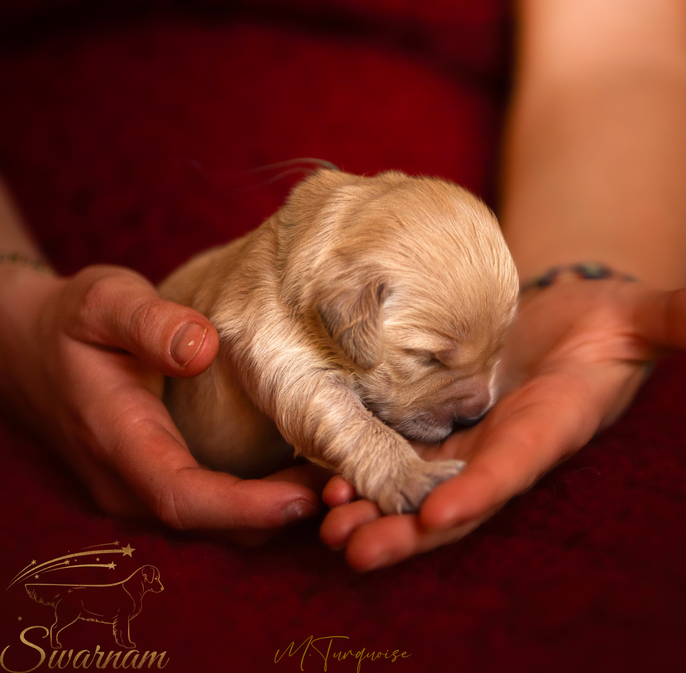 Swarnam - Chiots disponibles - Golden Retriever