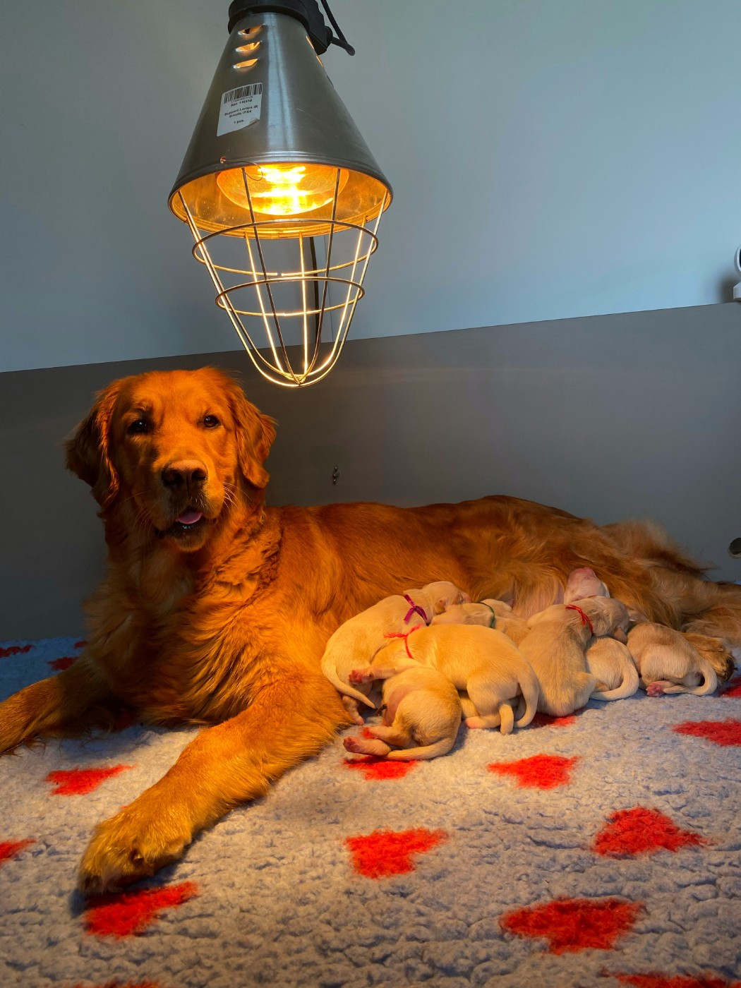 Chiot Golden Retriever Swarnam