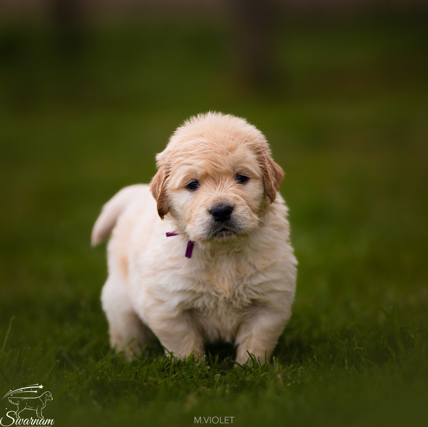 Swarnam - Chiots disponibles - Golden Retriever